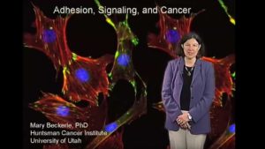 Adhesion, Signaling and Cancer