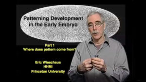 Patterning Development in the Embryo