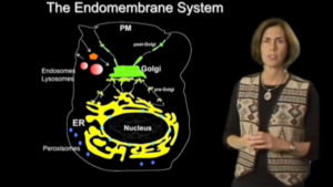 Part 2: Using Photobleaching and Photoactivation to Study the Endomembrane System