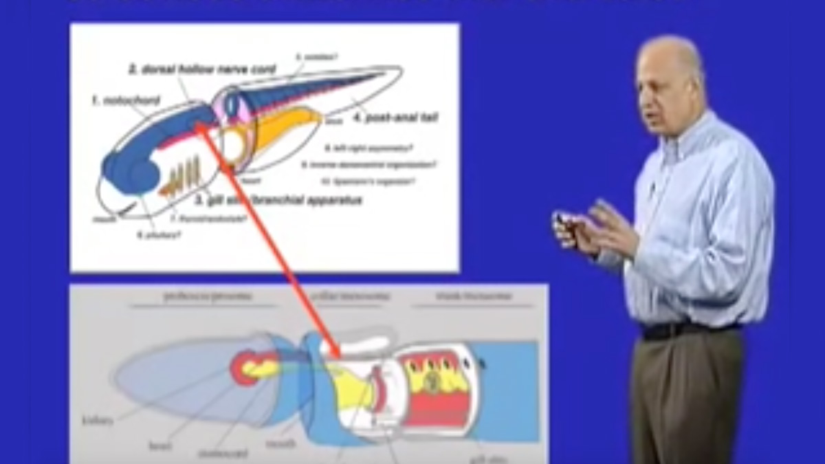 Marc Kirschner (Harvard U) Part 1: The Origin of the Vertebrate Nervous System