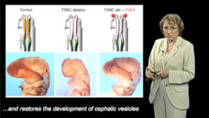Part 3: The Molecular Control of the Neural Crest Contribution to Craniofacial and Brain Development