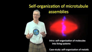Part 1: Self-Organization of Microtubule Assemblies