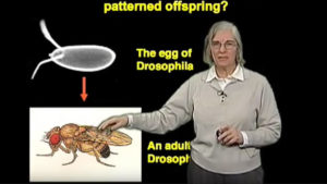 Part 1: Axes Formation in the Drosophila Egg