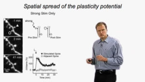 Part 2: Plasticity and Signaling of Single Synapses