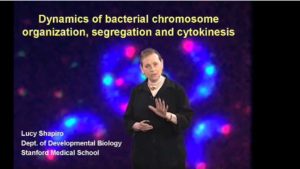 Part 1: Dynamics of the Bacterial Chromosome