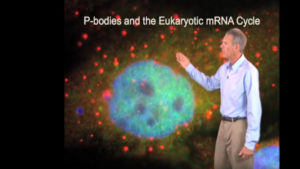 Part 2: P-bodies and the mRNA Cycle
