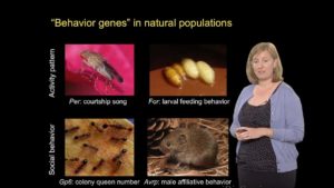 Genetics of Behavior