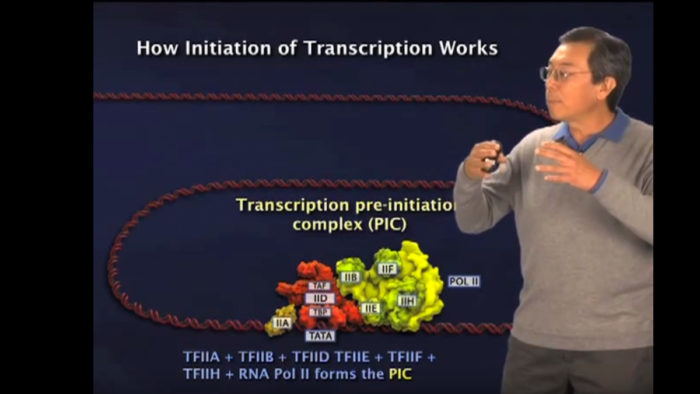 Introduction to Transcription Robert Tjian