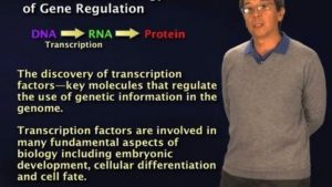 Part 2: Gene Regulation: Why So Complex?