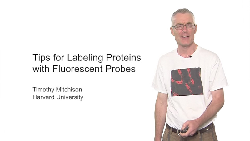 Labeling Proteins with Fluorescent Probes (Timothy Mitchison)