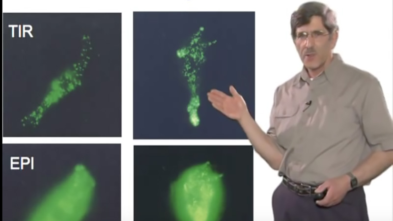 Total Internal Reflection Fluorescence (TIRF) Microscopy (Daniel Axelrod)
