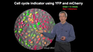 Roger Tsien Fluorescent Protein Indicators