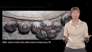 Part 1: White Nose Syndrome in Bats