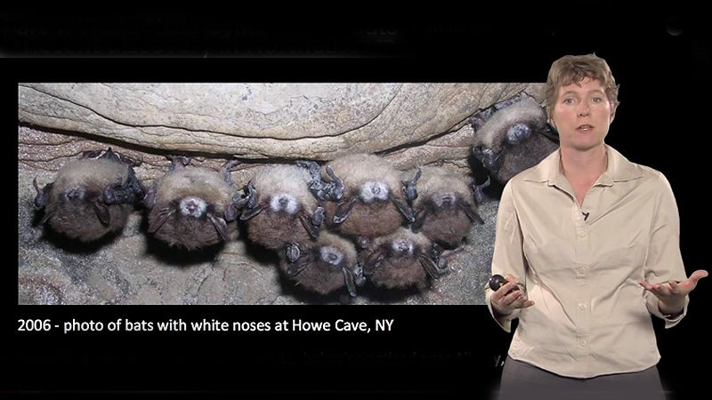 White Nose Syndrome in Bats