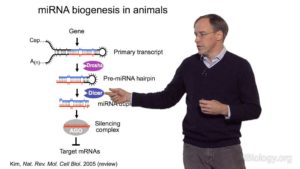 Part 1: Introduction to microRNAs