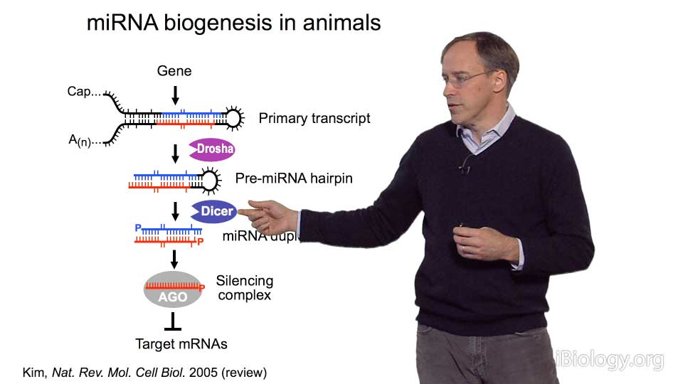 microRNAs David Bartel