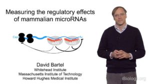 Part 2: Regulatory Effects of Mammalian microRNAs