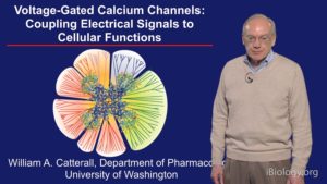 Part 3: Voltage-gated Calcium Channels