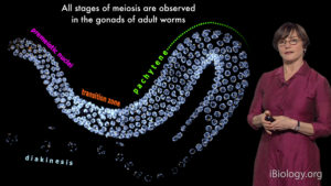 Part 1: Meiosis: an Overview