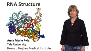 Part 1: RNA Structure