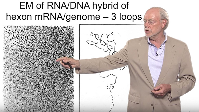 Phillip A. Sharp (MIT): RNA Splicing