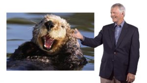 Part 2: Apex predators: Sea Otters and Kelp Forests