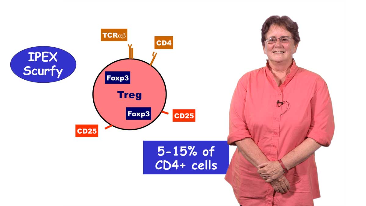 Diane Mathis: An Introduction to T Cell Tolerance