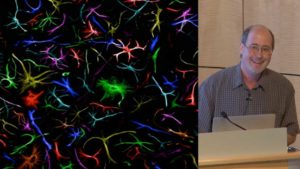 Part 1: What do reactive astrocytes do?