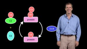Part 1: A Primer on the Ubiquitin-Proteasome System