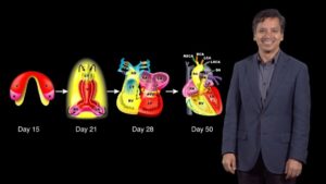 Part 1: A Change of Heart: Embryonic Heart Development