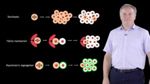 Part 1: Asymmetric Cell Division; From Drosophila to Humans