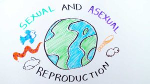 Sexual Versus Asexual Reproduction