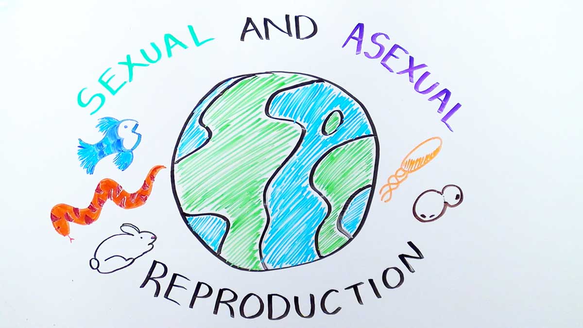 types of reproduction