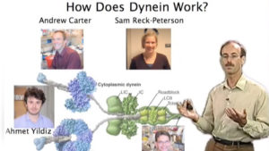 Part 2: Single Molecule Approaches for Understanding Dynein