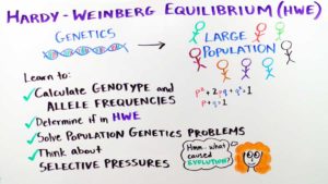 Hardy-Weinberg Equilibrium: Combining Darwinian Evolution and Mendelian Genetics to Study Population Genetics