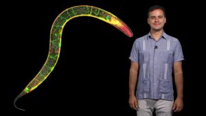 Part 1: Cell Biology of the Neuronal Synapse and Behavior in C. elegans
