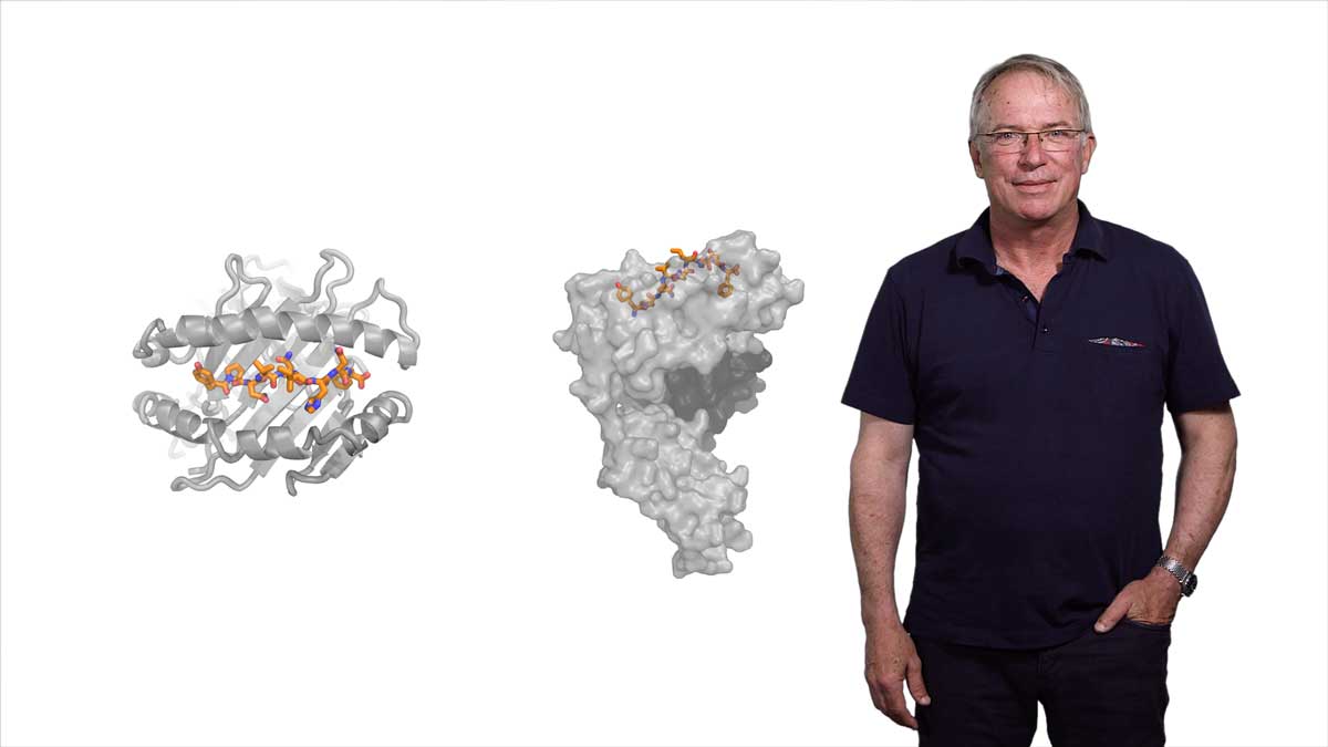 Unusual Antibody Fragments: The Camelid Nanobodies: Ploegh