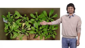 Arabidopsis thaliana-Pseudomonas syringae interaction: The effect of climate in plant disease