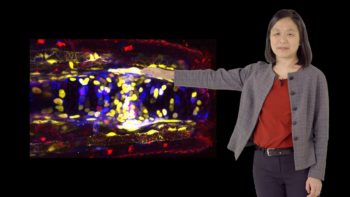 Signaling Molecules in Limb Regeneration: Elly Tanaka