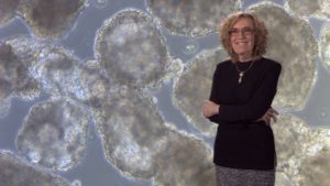Skin Stem Cells: Their Biology and Promise for Regenerative Medicine