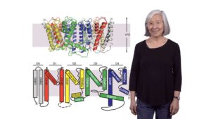 Introduction to Ion Channels: A close look at the role and function of potassium channels: Lily Jan