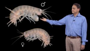 Part 2: The Role of Ubx in the Development of Crustacean Body Plan