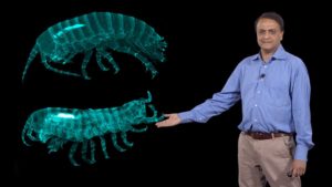 Part 3: Homeotic (Hox) Genes and Evolution of Crustacean Body Plan