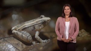 Do Female Frogs Call?: Johana Goyes-Vallejos