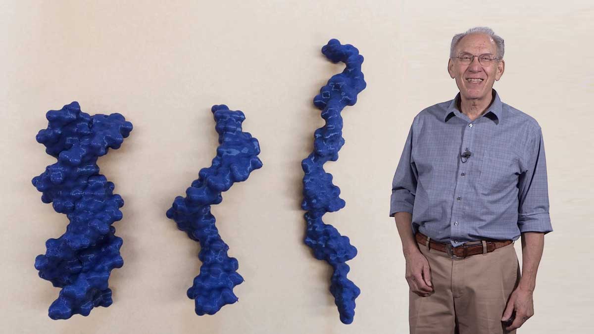Broken Chromosome Repair by Homologous Recombination: James Haber