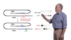  Molecular Mechanisms of Repairing a Broken Chromosome