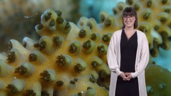 Coral Microbiome: Maite GhazalehBucher