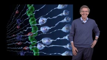 Radial glia cells: Arnold Kriegstein