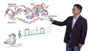 Part 2: LncRNA Function at the RNA Level: Xist