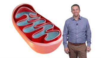 Mitochondria: The Mysterious Cellular Parasite: Jared Rutter